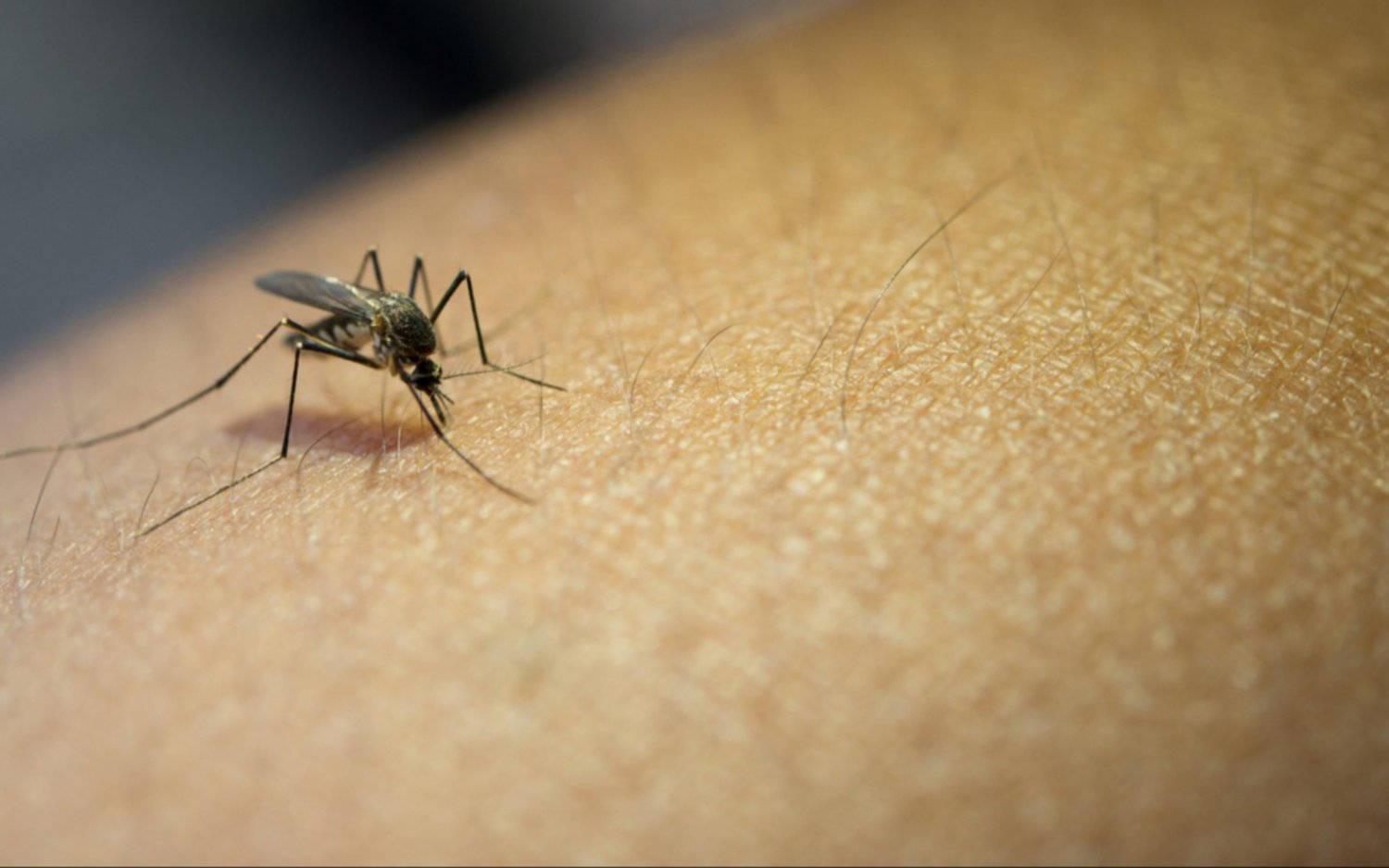 Más de 269 mil casos de dengue: ya son cerca de 200 los muertos