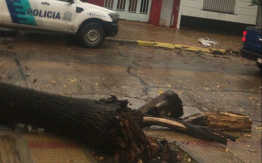 Caen árboles en La Plata por la tormenta y complican a los vecinos