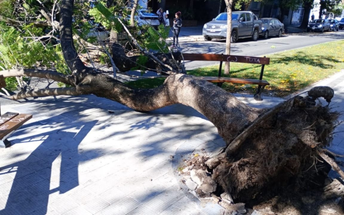 Un árbol gigante cayó en plena avenida 13: aplastó un auto y "de milagro no mató a nadie"