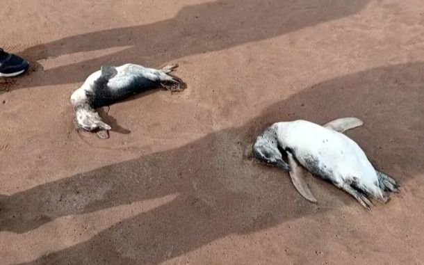 Asombro en Mar del Plata: ¿por qué aparecieron más de 40 pingüinos muertos en las playas?