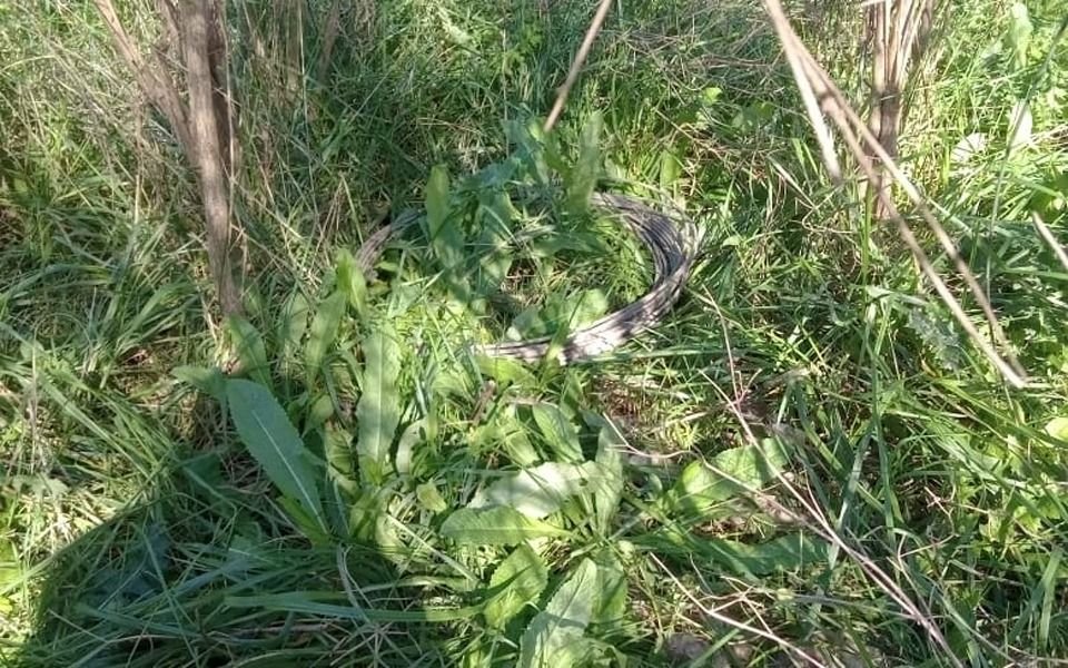 La "falsa iguana" y el giro en el caso del fallecido en Ruta 11: estaba robando cables