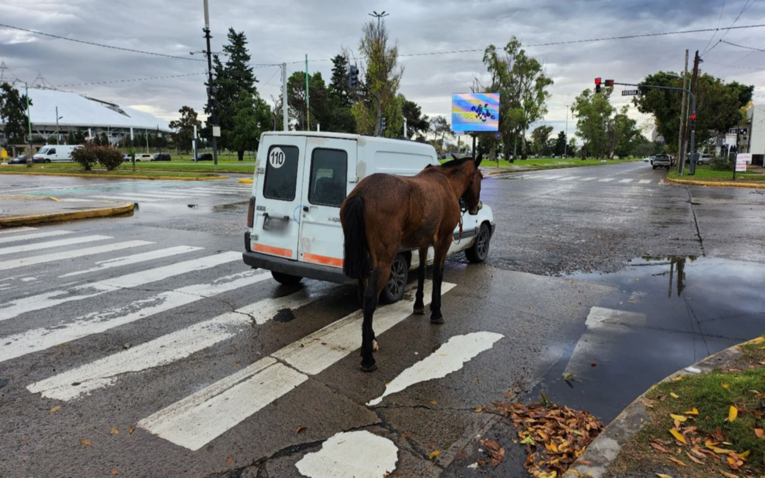 La Plata: indignación por un caballo llevado de tiro por un auto en plena avenida 32