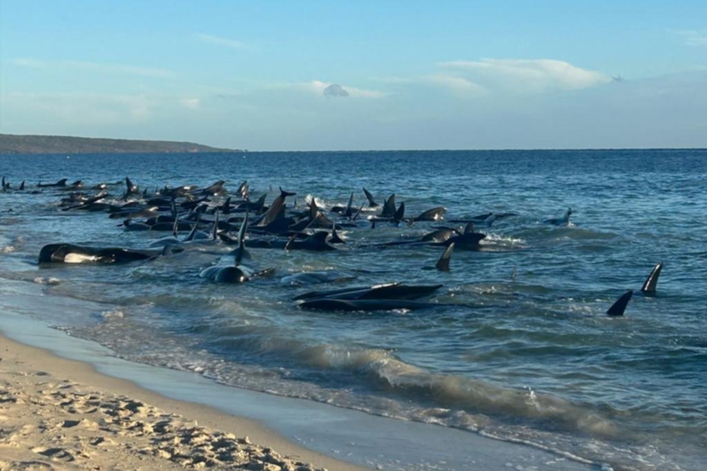 Más de 160 ballenas piloto perdieron el rumbo