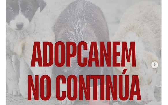 Cierra una organización que ayudaba a mascotas en Quilmes