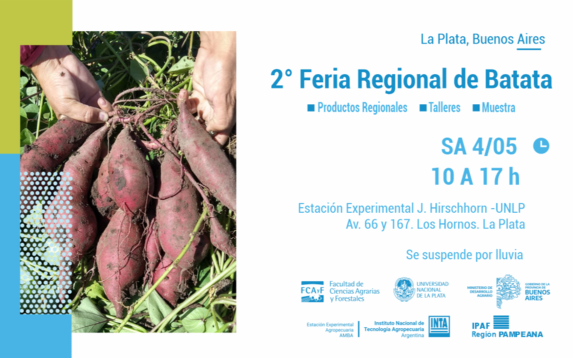 Llega a La Plata la segunda Feria Regional de Batata: cuándo y dónde será