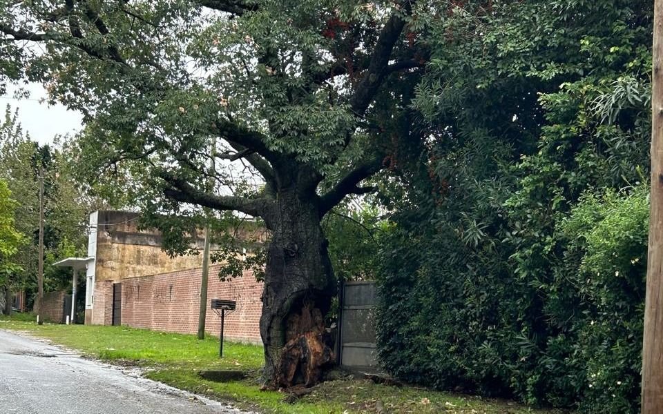 Casi diez años reclamando: un árbol con riesgo “inminente” de caerse en City Bell