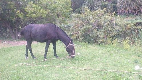 El robo de caballos en La Plata, envuelto en la incertidumbre de su destino final: ¿los faenan?
