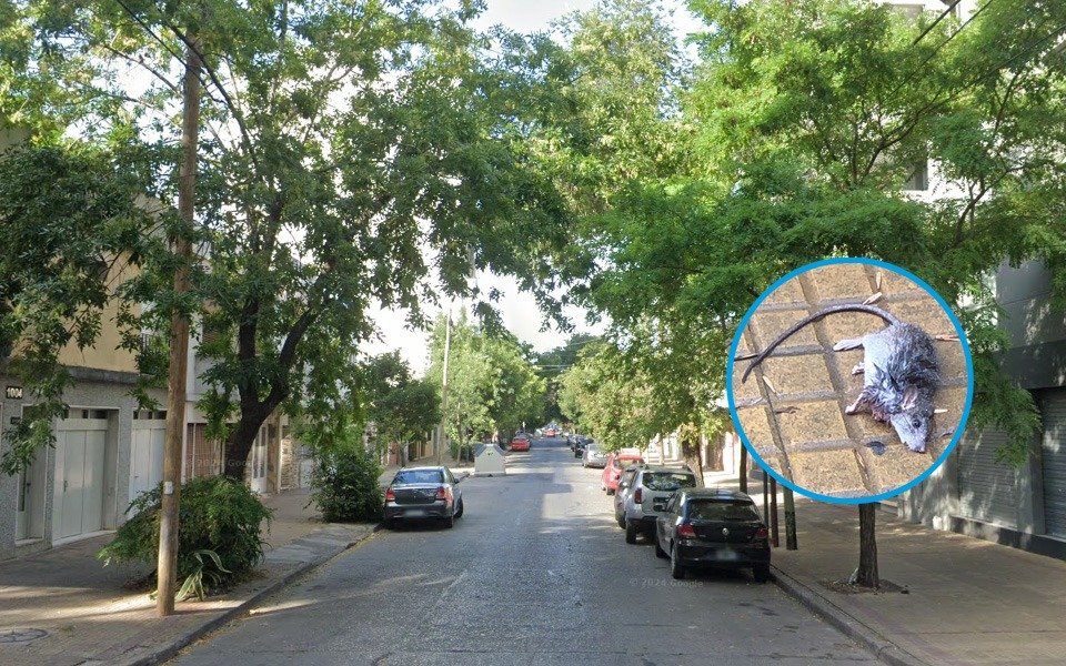 Vecinos de una zona céntrica en alerta por una invasión de roedores