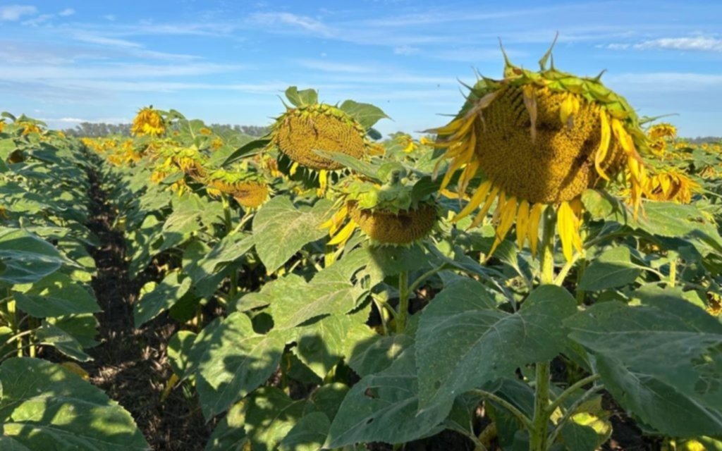 En Tres Arroyos destacan que la esperanza del campo está en los cultivos tardíos