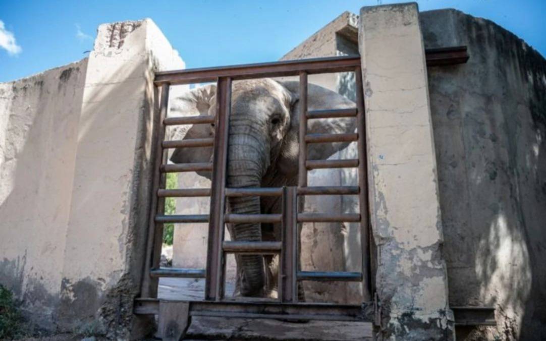 "Kenya", la elefante del ex zoo de Mendoza, está lista para el traslado al Santuario de Brasil