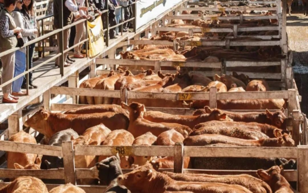 La venta de carne vacuna creció un 13,1% en el primer bimestre de 2025