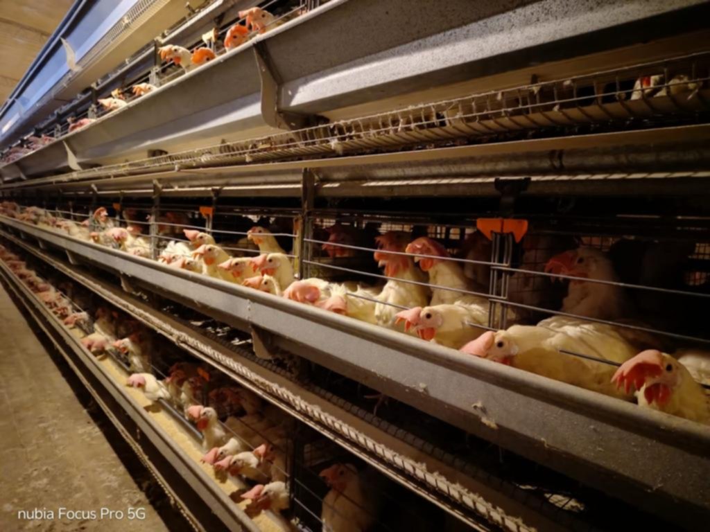En 50 granjas, La Plata produce 120 mil docenas de huevos por día