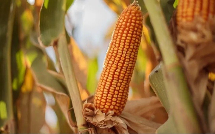 El maíz cierra la campaña sin daños por chicharrita, aunque la plaga sigue en aumento