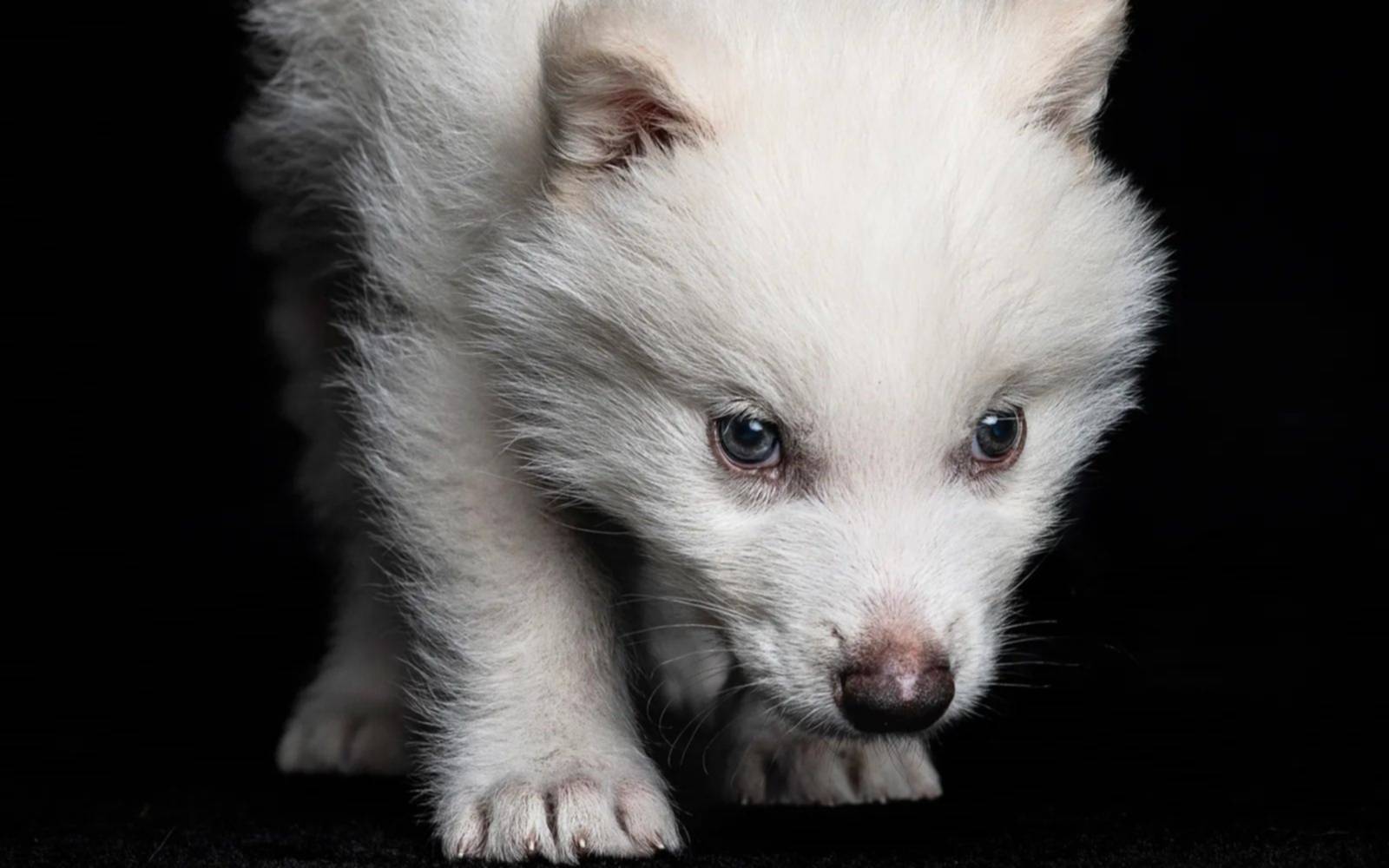 Anuncian que revivieron al "lobo terrible", una especie extinta hace más de 12 mil años