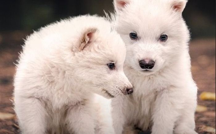 "Lobo terrible": qué se sabe de la manipulación genética para "revivir" a una especie extinta