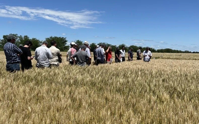 Neogen lanza nuevas variedades de trigo y afianza su presencia en el agro argentino