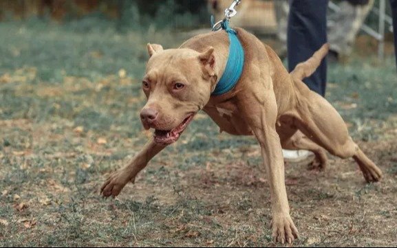 Pitbull mató a una beba de un año en Mar del Plata: el dueño del perro es abuelo de la víctima