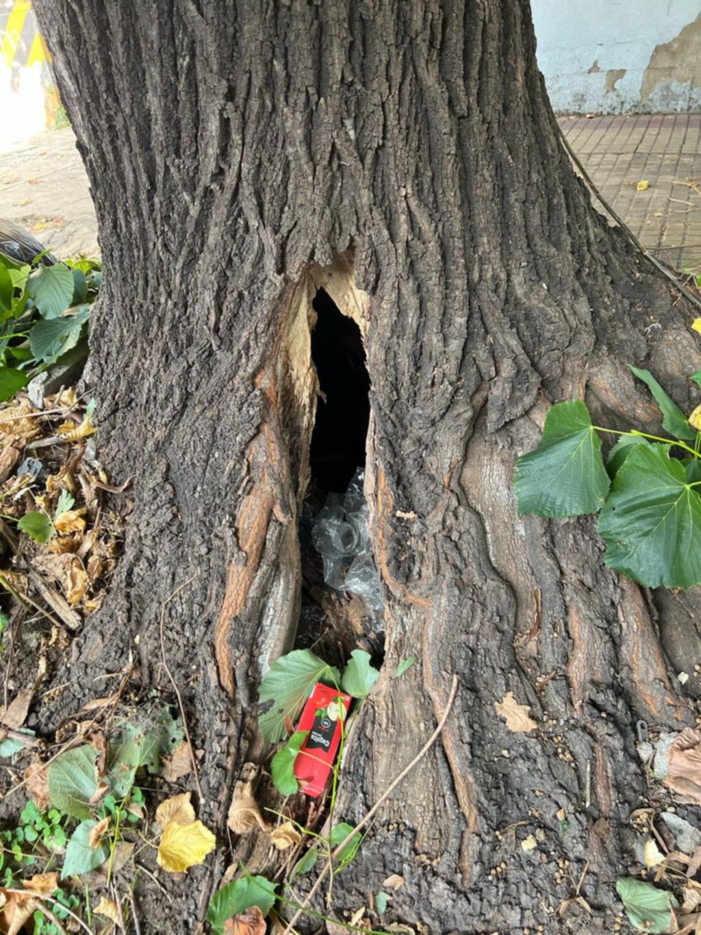 Reclamo por un árbol de tilo ahuecado que no se retira, en 64 entre 18 y 19