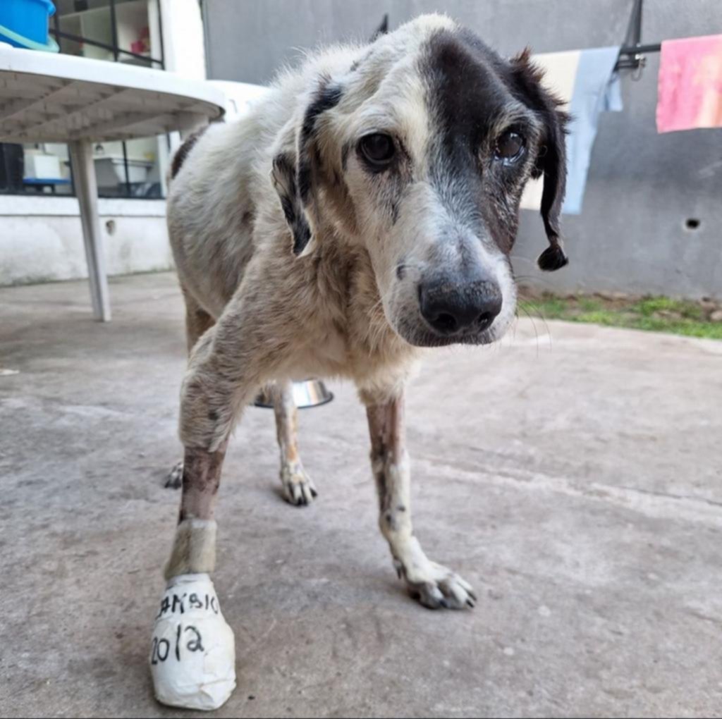 Animales sin refugio en La Plata: rescates en pausa por una deuda millonaria