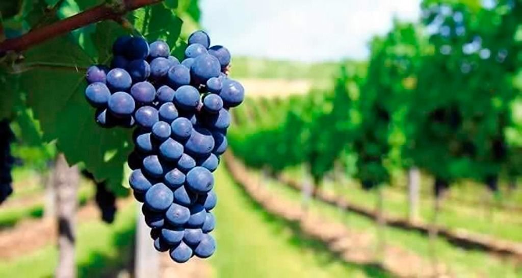 Malbec: terruño, identidad y orgullo argentino en el mundo