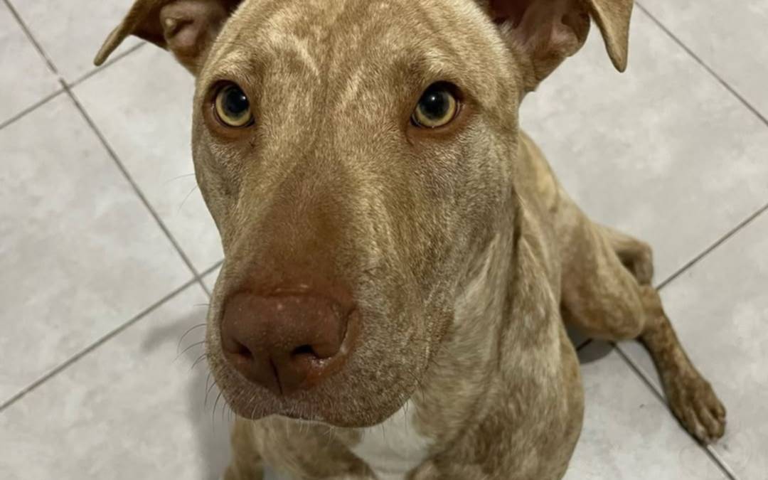 Piden ayuda para un refugio de perros de La Plata: "Tocamos fondo"