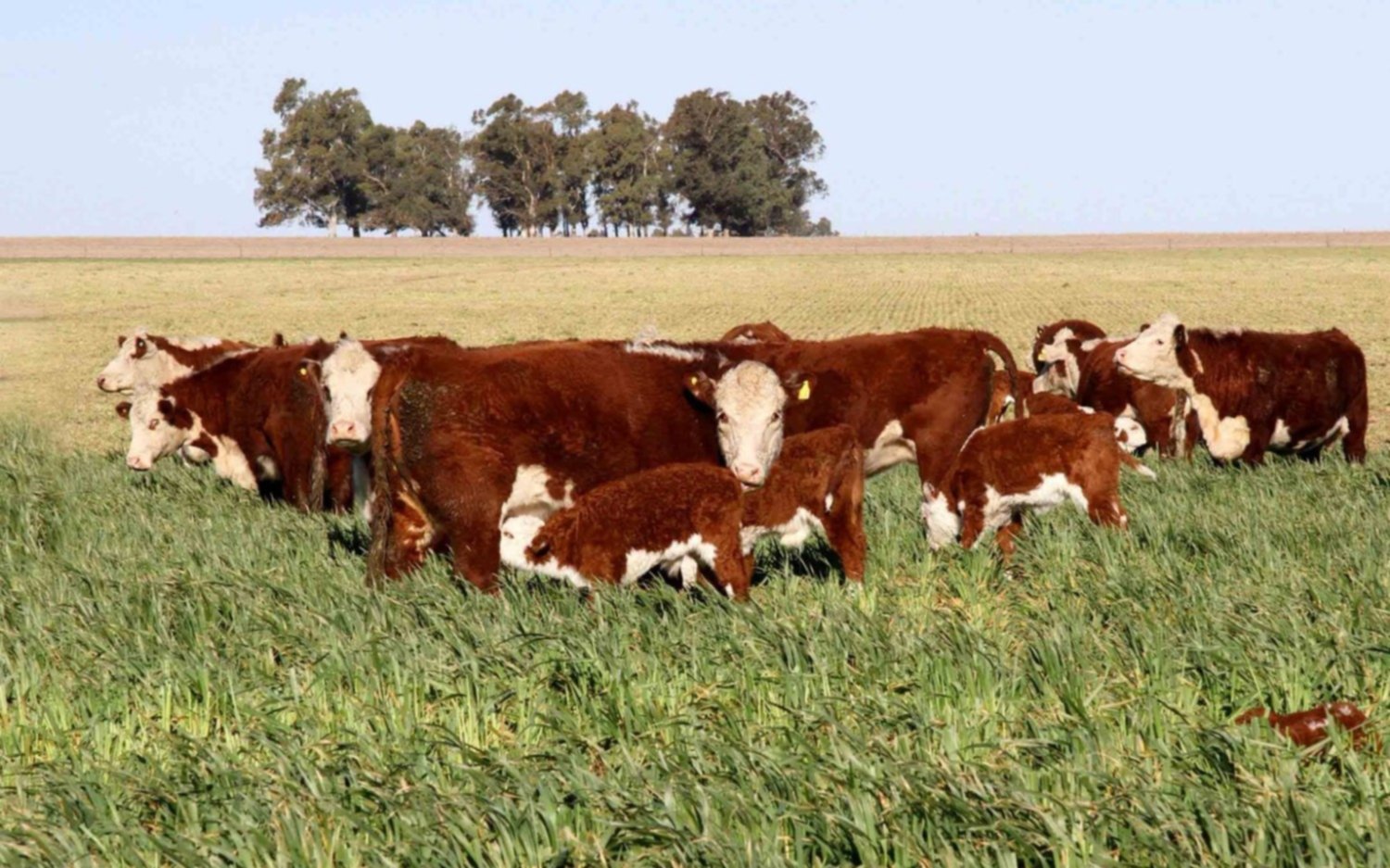 Argentina registró el stock bovino más bajo en 14 años al cierre de 2024