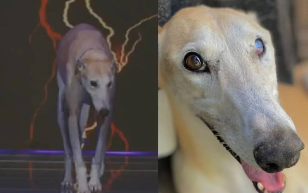 Gran hermano 2025: Paris, la perrita del reality, ya no está en la casa ¿qué pasó?