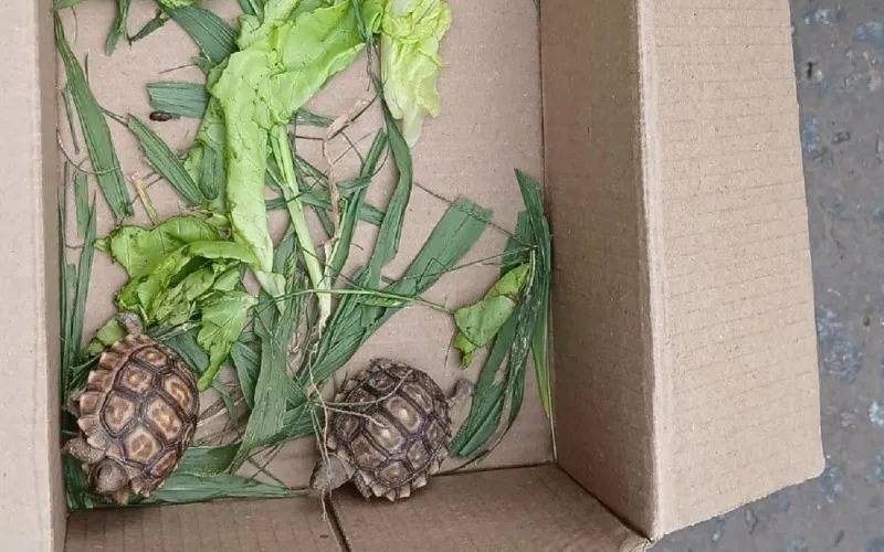 Operativo en el Triángulo de Bernal revela horrorosa venta ilegal de animales