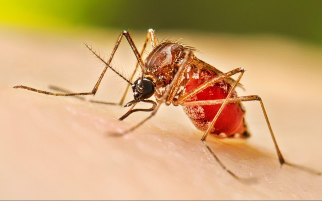 Rosario: murió una joven de 25 años por dengue que no tenía comorbilidades
