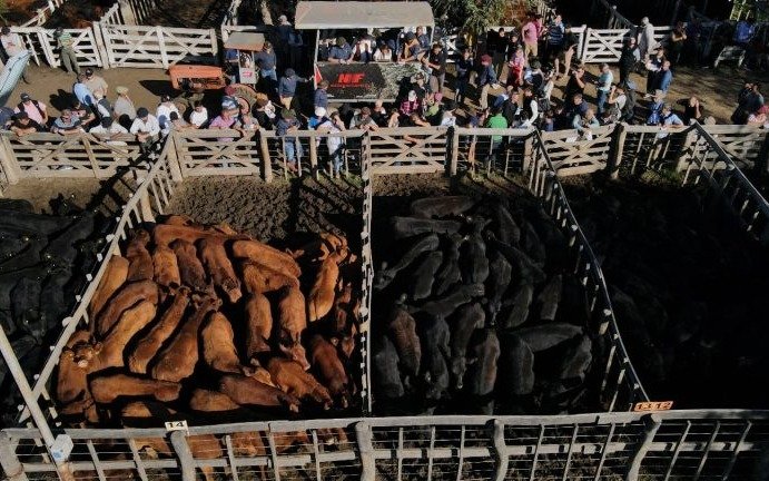 La Pampa: gran debut del programa Terneras Angus Certificadas