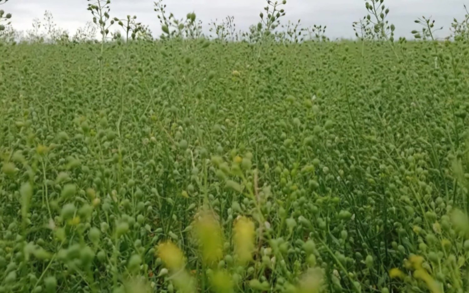 El trigo se perfila como el cultivo estrella de la nueva campaña en Pergamino