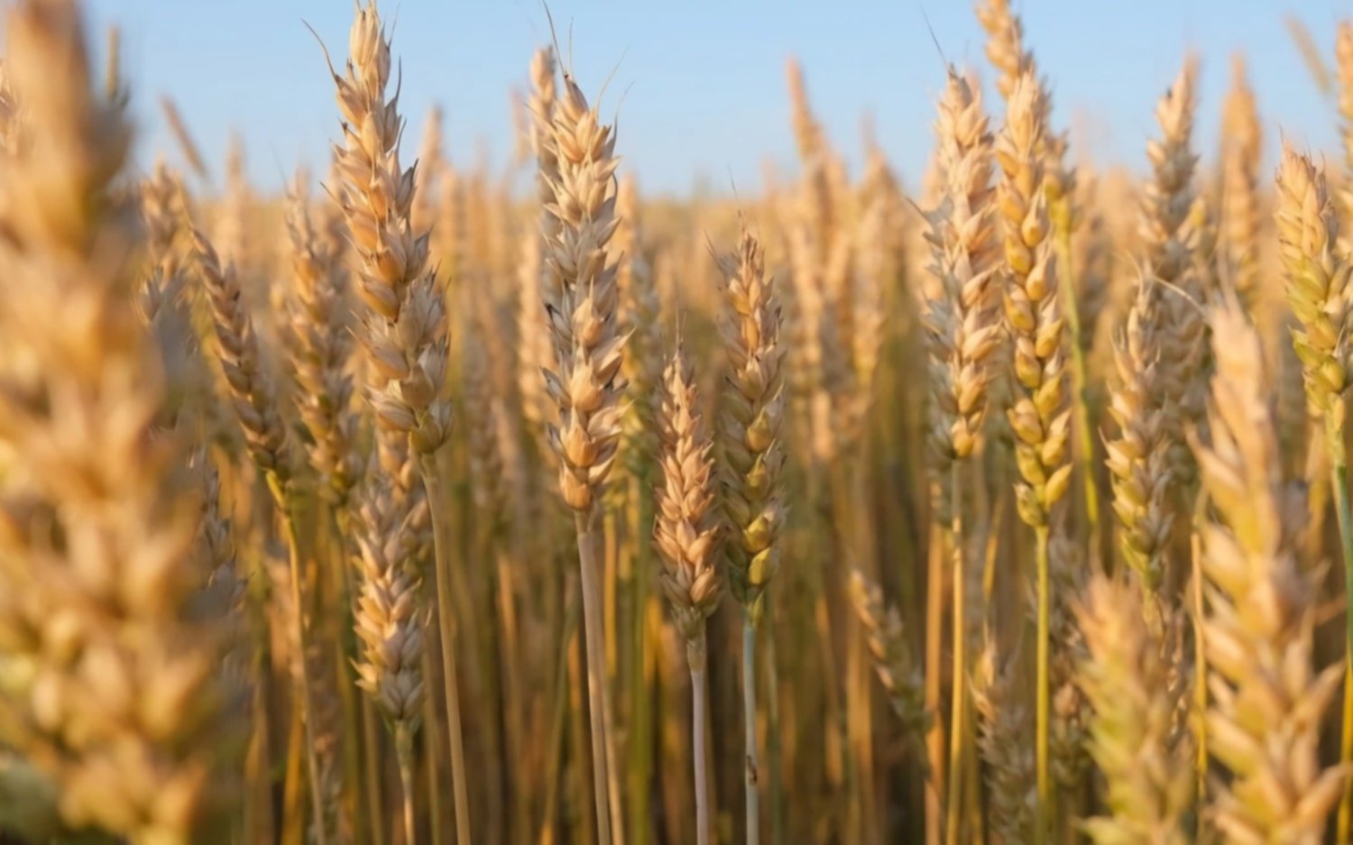 Crece la siembra de trigo en la región núcleo con buenas perspectivas en San Nicolás