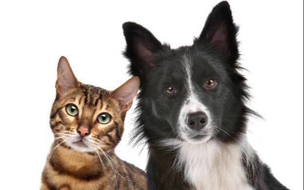 Este martes 29 de abril es el Día del Animal: ¿Por qué se celebra?