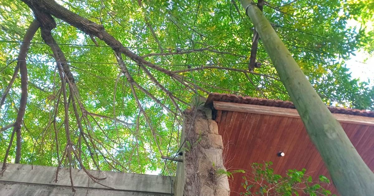 Reclamo de poda en La Loma: se cayó una rama y lastimó a un perro | El Dia