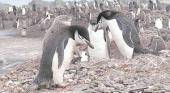 Pingüinos en extinción
