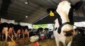 Muchos tambos agonizan en medio de la crisis por el precio de la leche