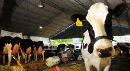 Tambos en crisis ante el precio que le pagan por la leche