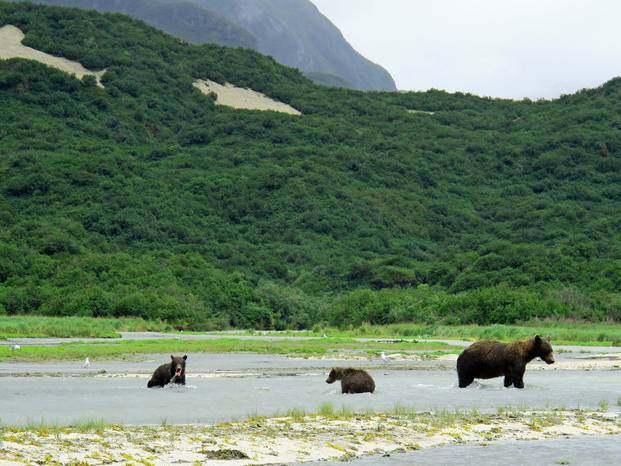 Osos enormes y cúpulas de arquitectura rusa en una espectacular isla de Alaska