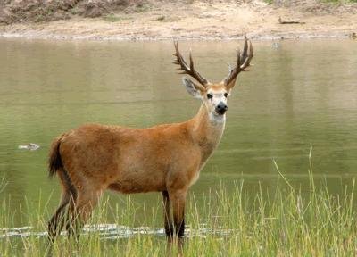 Un nuevo acuerdo para sacar al Ciervo de los Pantanos del riesgo de extinción
