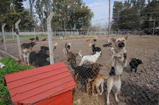 Piden alimentos para un hogar de 900 perros