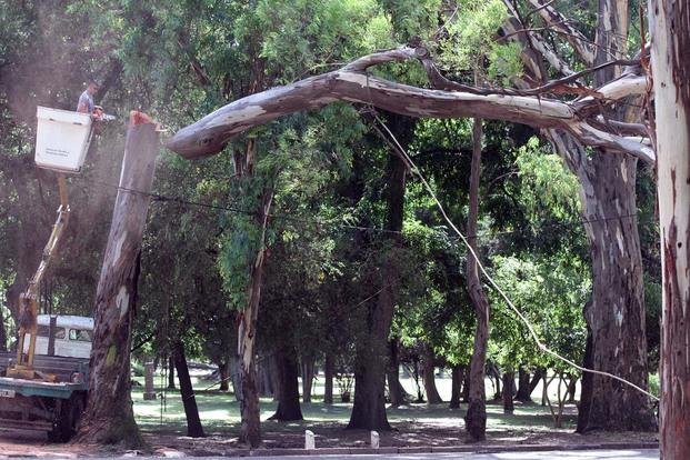 Calculan que hay 1.300 árboles en riesgo de caída