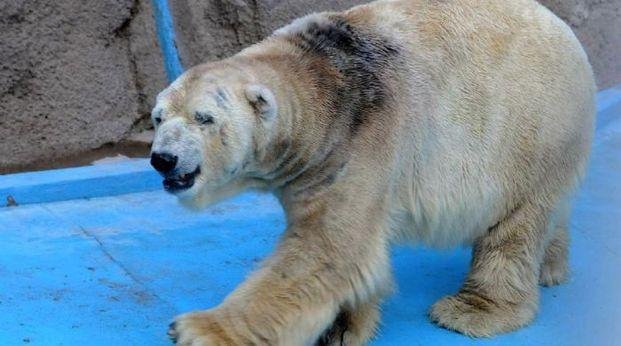 Aseguran que el oso polar Arturo “está completamente bien”