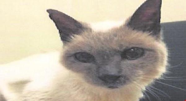 Murió el gato más viejo del mundo: tenía 30 años