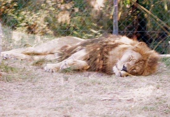 Sacrifican a dos leones para salvar la vida de un suicida