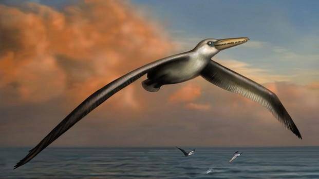 Hallan restos fósiles de un ave gigante en la Antártida