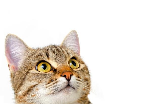La demencia también afecta a perros y gatos