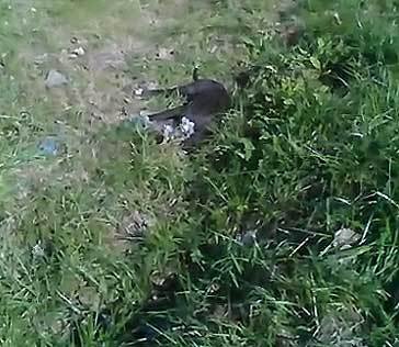 Denuncian matanza de perros en Ignacio Correas