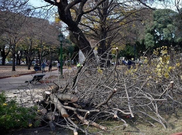 Está en marcha en parques y plazas del casco urbano el plan de poda de árboles