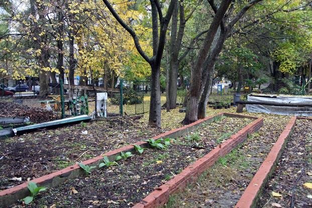 Comenzó la recuperación del antiguo 
jardín botánico del Parque Saavedra