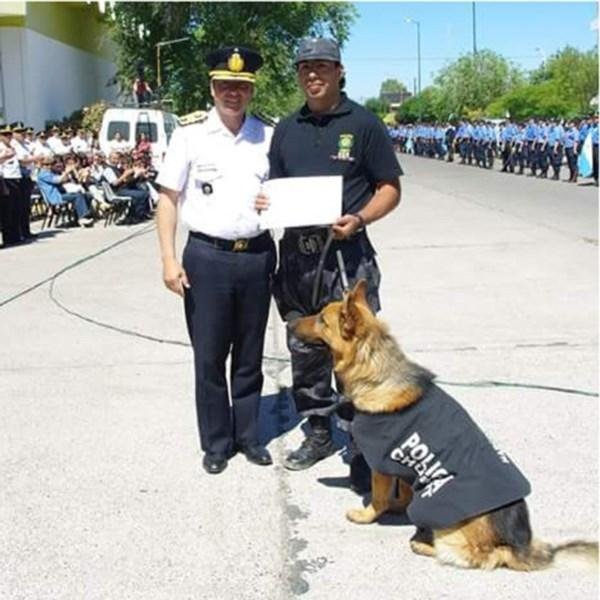 Murió Denzel, el perro  policía que marcó un récord en la detección de drogas